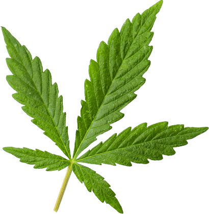marijuana_leaf_extra_large https://gogreenconsultcenter.com/wp-content/uploads/2018/12/marijuana_leaf_extra_large.png